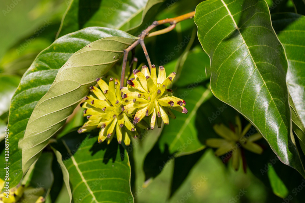 Obraz premium Happy tree (Camptotheca acuminata) close up. Called Cancer tree and Tree of life also. The fruits look like small bananas.