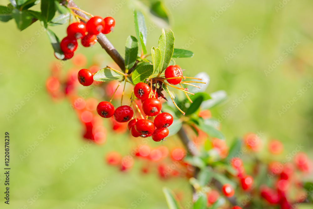 Fototapeta premium Close-up of a fruiting shrub called Pyracantha coccinea. Firethorn berries, rosaceae evergreen shrub. Dog apple, China, the scarlet, European species or red firethorn. Small, bright red berries.