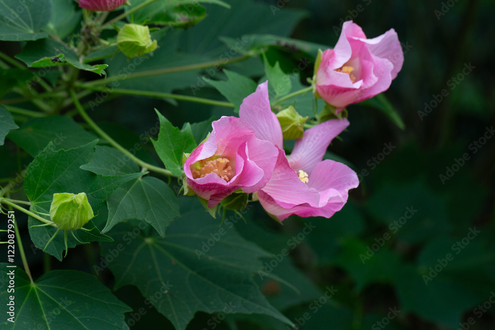 Fototapeta premium bright large pink flowers of Hibiscus mutabilis, in the garden, also known as the Confederate rose, Dixie rosemallow, cotton rose or cotton rosemallow. Summer background.
