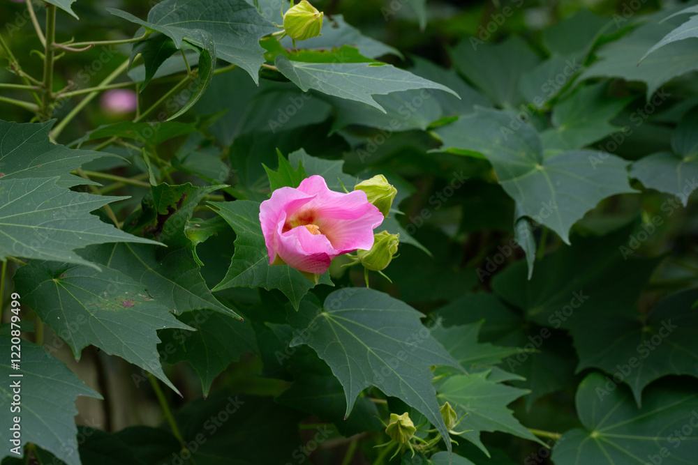 bright large pink flowers of Hibiscus mutabilis, in the garden, also known as the Confederate rose, Dixie rosemallow, cotton rose or cotton rosemallow. Summer background.