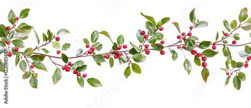 Wallpaper Mural Evergreen branches with red berries, arranged as a festive border. Isolated on White Background, clipping path  -  Torontodigital.ca
