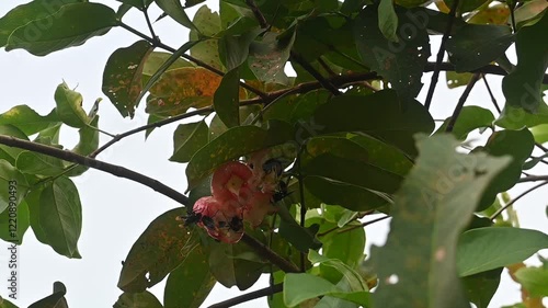 a group of insects is sucking the nextar of water apple or  rose apple fruit.