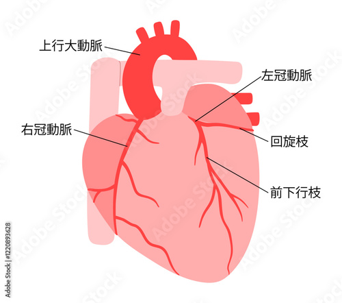 正常な心臓と冠動脈の説明入りイラスト