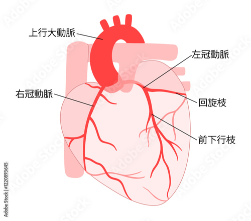 正常な心臓と背面を含む冠動脈の説明入りイラスト