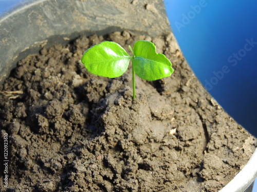 mandarin tree sprout at the stage of the first two leaves under artificial light of a table lamp, close-up, growing a citrus tree from a seed in a pot under a lighting fixture photo