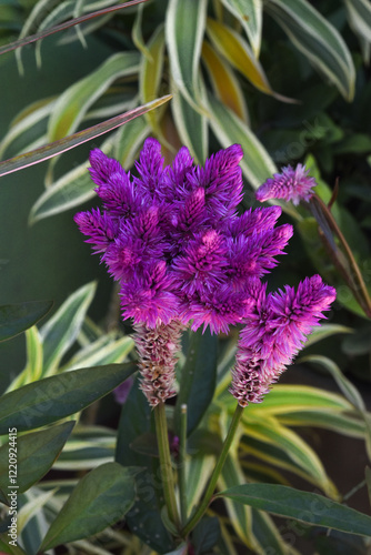 Cockscomb flower in the forest.