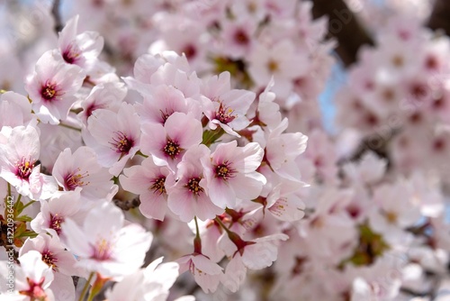 満開の桜