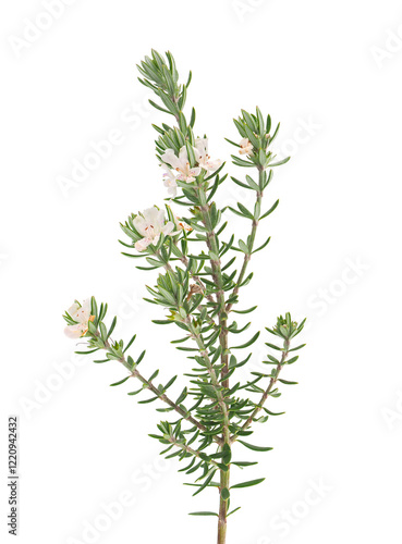 Coastal rosemary plant isolated on white background, Westringia fruticosa