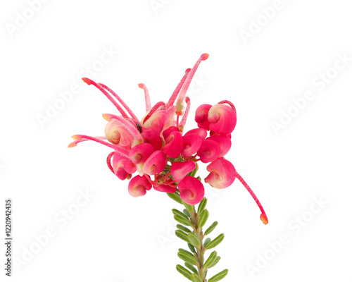 Rosemary grevillea flower isolated on white background, Grevillea rosmarinifolia