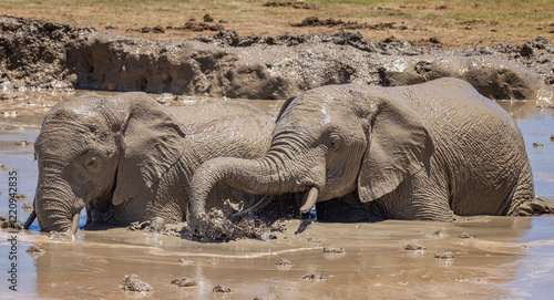 Pair of female African Elephants wallowing in muddy waterhole in Addo Elephant Park, South Africa