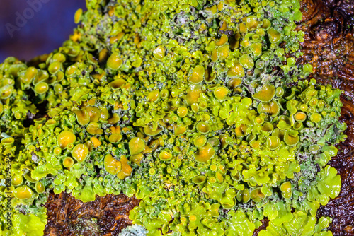 Xanthoria parietina - yellow-green lichen on a tree branch, apothecia and perithecia on lichen in autumn photo