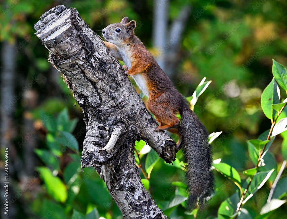 Obraz premium Red squirrel climb upwards