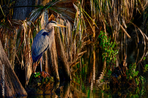 Great Blue Heron in the habitat.