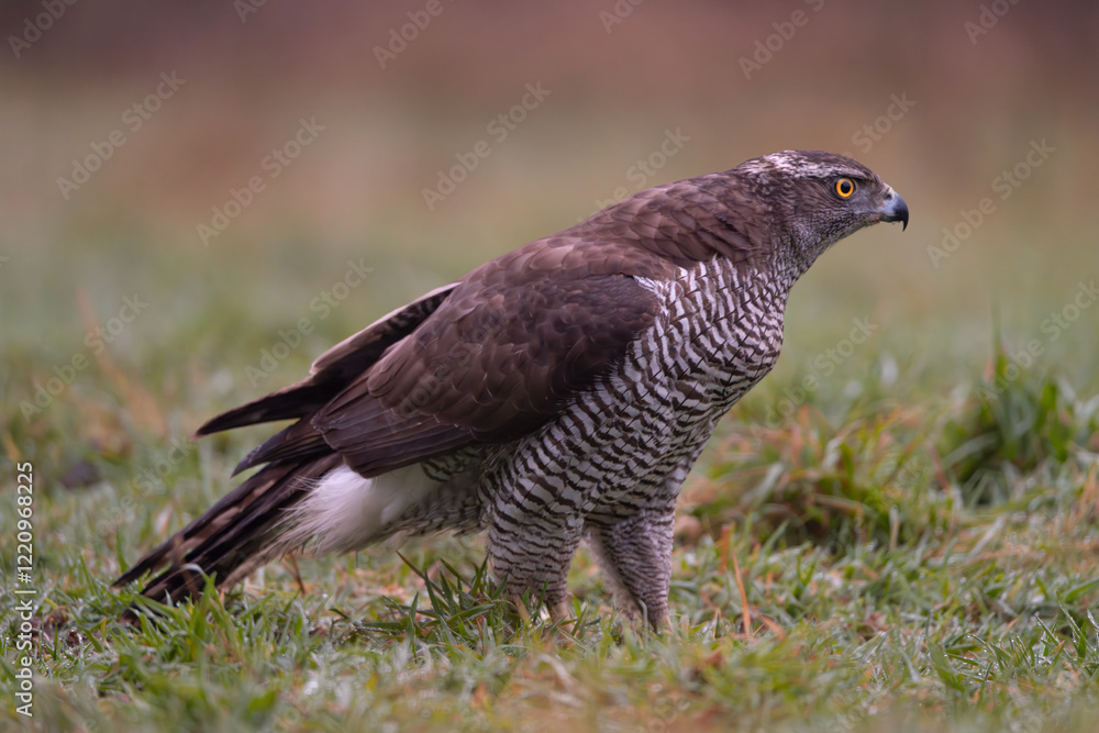Eurasian goshawk - Astur gentilis on ground in green grass at dark background. Photo from Białowieża Forest in Poland. Eurasian goshawk - Astur gentilis on ground in green grass at dark background. Photo from Białowieża Forest in Poland.