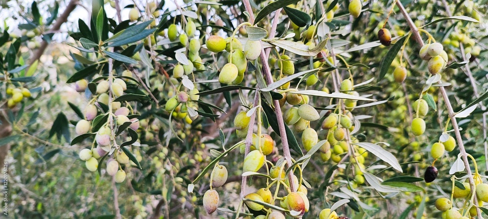 Olive trees, branches with olives. Mediterranean, Europe, Cyprus island. Olive trees, branches with olives. Mediterranean, Europe, Cyprus island.