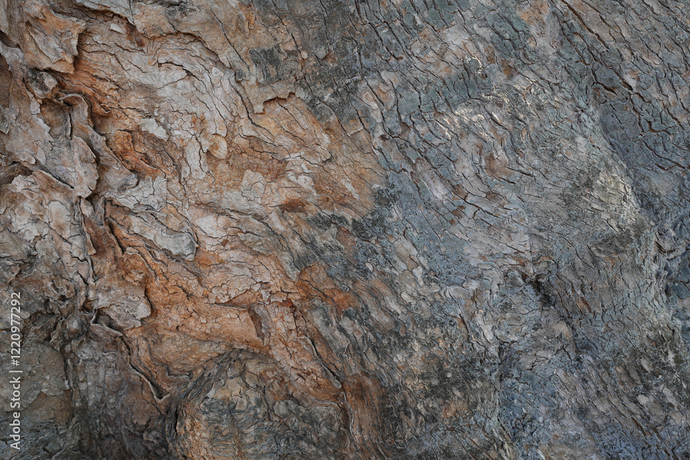 dry tree bark texture and background, nature concept