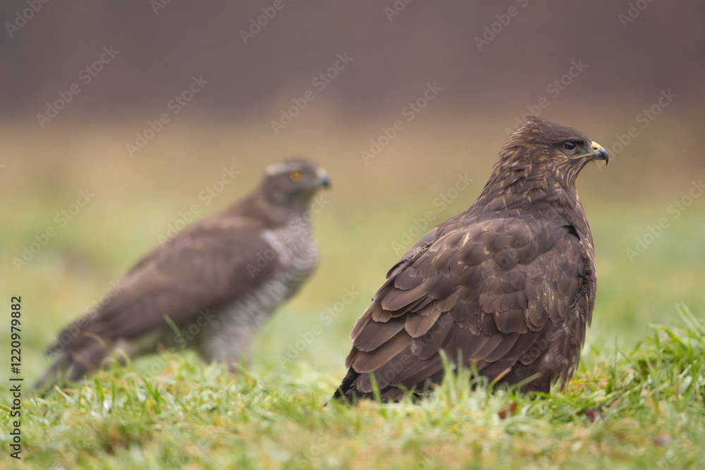 Common Buzzard - Buteo buteo on ground in green grass with Eurasian goshawk - astur gentilis in background. Photo from Białowieża Forest in Poland. Common Buzzard - Buteo buteo on ground in green grass with Eurasian goshawk - astur gentilis in background. Photo from Białowieża Forest in Poland.