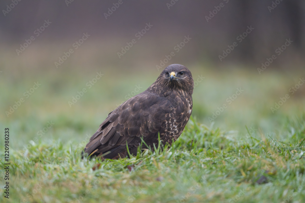 Common Buzzard - Buteo buteo on ground with green grass in background. Photo from Białowieża Forest in Poland. Common Buzzard - Buteo buteo on ground with green grass in background. Photo from Białowieża Forest in Poland.
