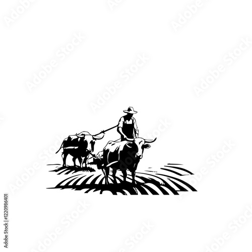 Traditional Farming with Oxen Team