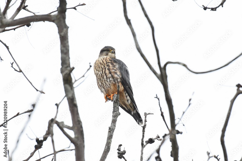 Merlin (Falco columbarius) perched on a branch with white background. The Merlin is a blue-gray falcon that hunts and preys on other birds with its sharp talons and bill. Merlin (Falco columbarius) perched on a branch with white background. The Merlin is a blue-gray falcon that hunts and preys on other birds with its sharp talons and bill.