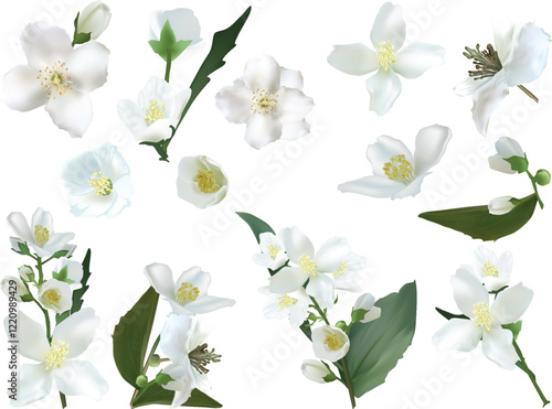 jasmine large flowers isolated on white background