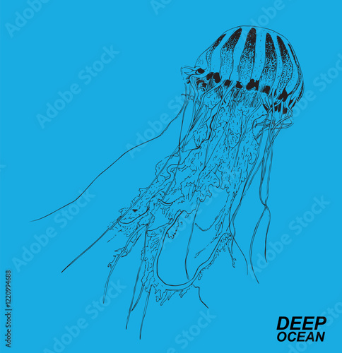 vector jellyfish illustration