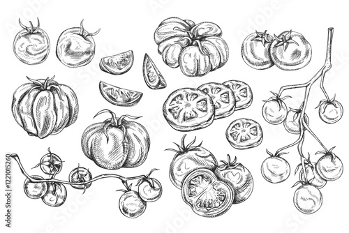 Vector illustration of set red tomatoes. On a twig, slices, pairs, singly. Organic healthy fresh vegetables. Ingredients, farming products. Hand drawn, line art by black ink on isolated background