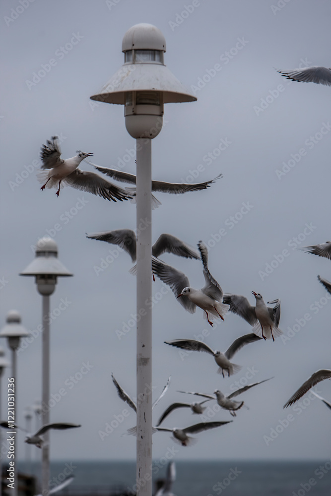 a flock of seagulls on the coast of Usedom, Germany