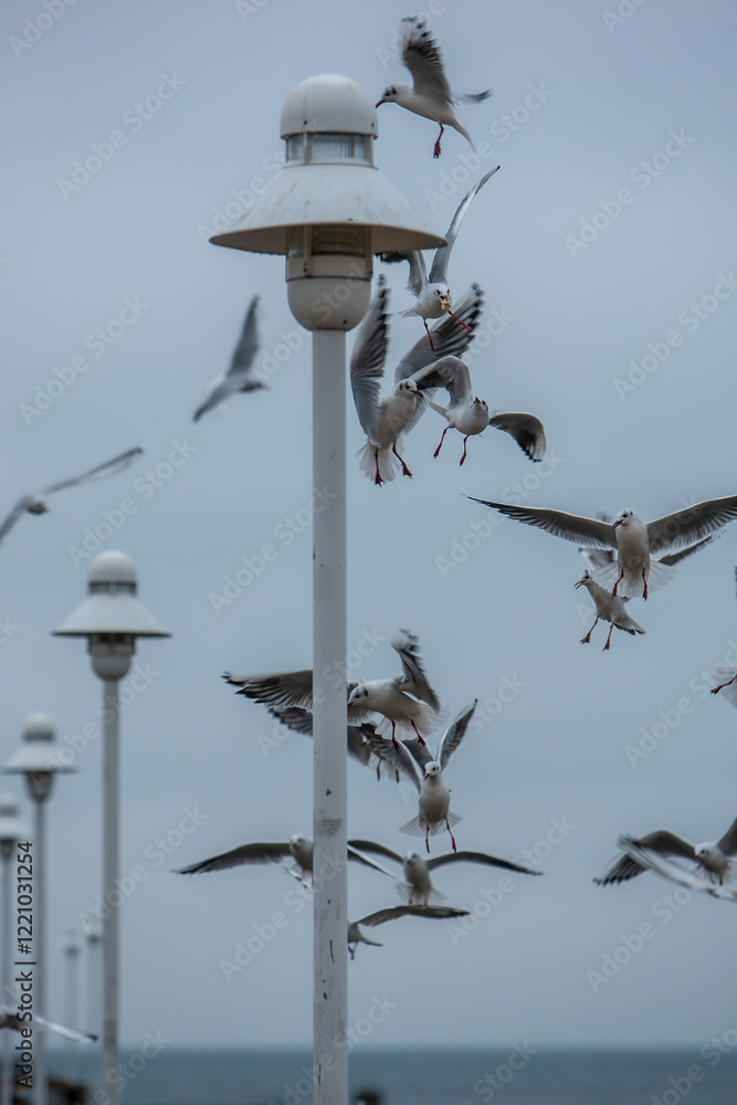 a flock of seagulls on the coast of Usedom, Germany