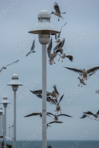 Obraz na płótnie a flock of seagulls on the coast of Usedom, Germany w salonie