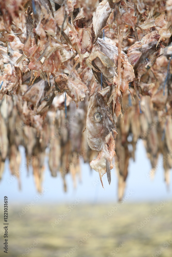 dried cod heads hanging on drying rack