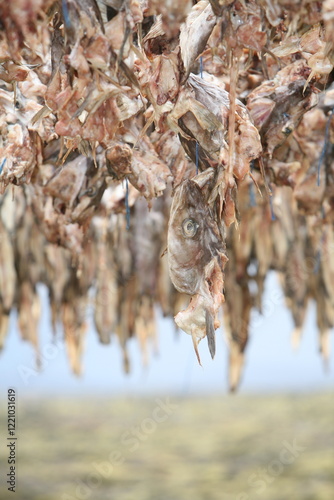 Obraz na płótnie dried cod heads hanging on drying rack w salonie
