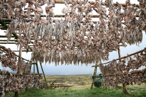Obraz na płótnie dried cod heads hanging on drying rack w salonie