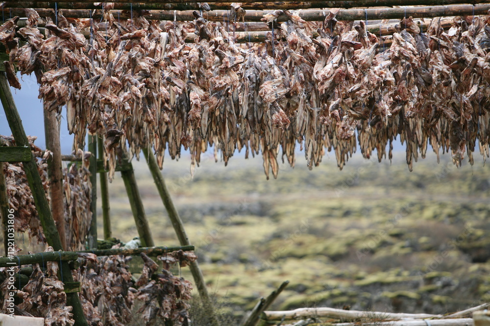 dried cod heads hanging on drying rack