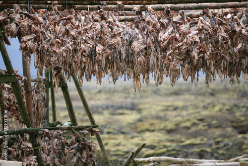 Obraz na płótnie dried cod heads hanging on drying rack w salonie