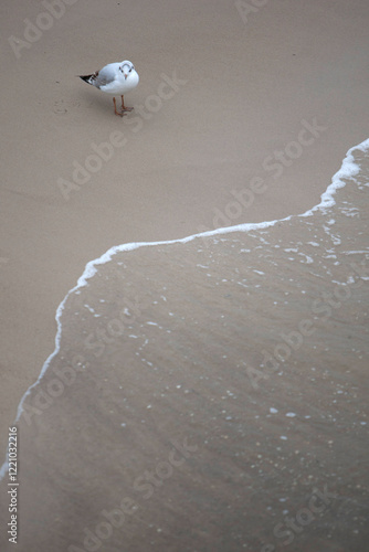 single seagull on the coast of Usedom, Germany