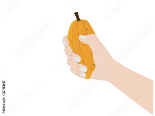 Fresh cocoa fruit on white background.