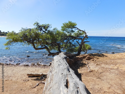 Tree facing the sea
