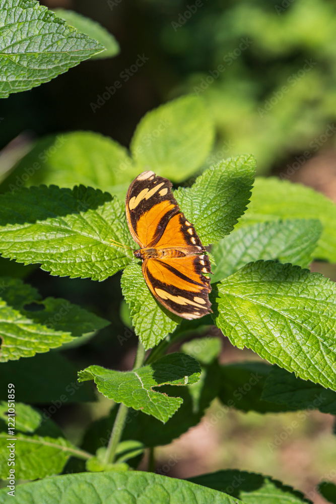 Consul fabius, the tiger leafwing, orange black butterfly in the rainforest of Costa Rica central America Consul fabius, the tiger leafwing, orange black butterfly in the rainforest of Costa Rica central America