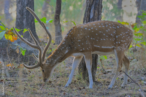 Картината върху платно Spotted deer or chital