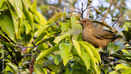 Clay colored thrush (Turdus grayi) in Monteverde cloud forest reserve in Monteverde, Costa Rica photo