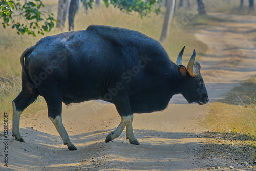 Indian Gaur or Indian Bison