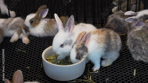 A group of Thai baby rabbits eating food in a ceramic feeding bowl in trade fair at the pet shop market or expo of Thailand.