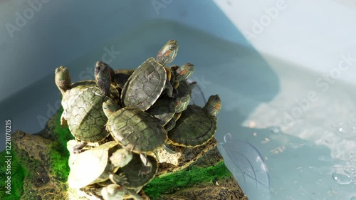 Japanese turtle, Red-eared slider - Trachemys scripta elegans. A group of freshwater green turtles baby basking on artificial rocks in a plastic blue basin at the pet market of Thailan