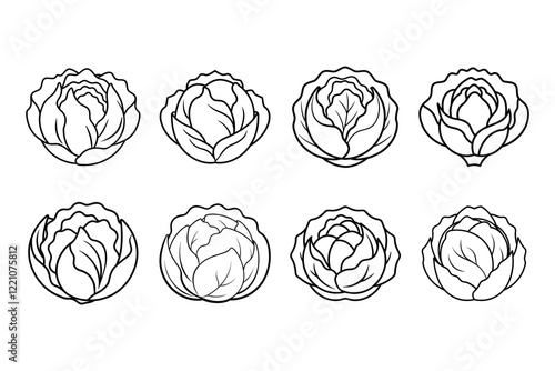 Line Art Vector Illustration of Cabbage Brassica Oleracea with Labeled Design