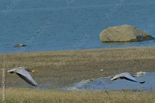 Bar-headed geese photo