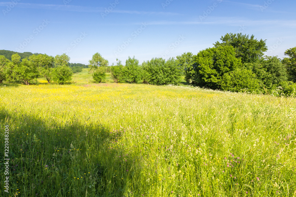 Obraz premium countryside landscape with green field in summer. alpine scenery with lush grassy meadow in carpathian mountain range of ukraine. forested rolling hills in the distance. sunny weather. rural region