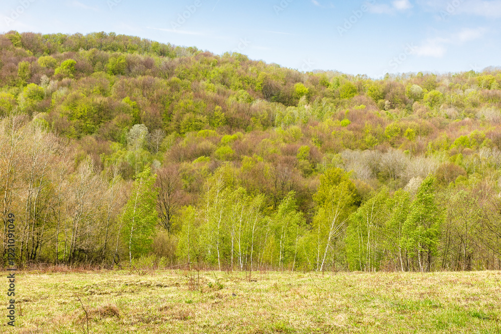 deciduous forest behind the green meadow. natural environment. sunny morning. countryside mountain landscape beneath a cloudy sky in spring. outdoor adventure and recreation deciduous forest behind the green meadow. natural environment. sunny morning. countryside mountain landscape beneath a cloudy sky in spring. outdoor adventure and recreation