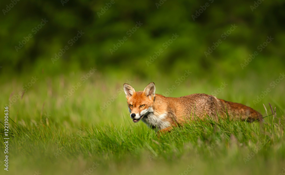 Fototapeta premium Portrait of a red fox walking in a meadow