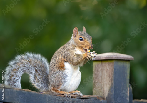 Grey squirrel eating nuts on a garden fence
